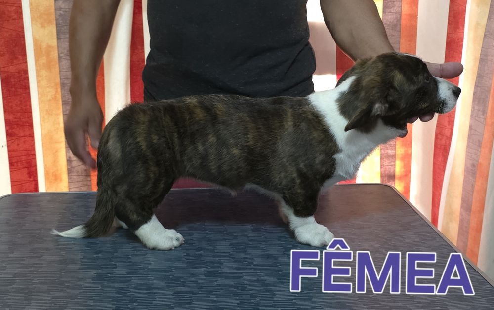 Welsh corgi cardigan oportunidade única