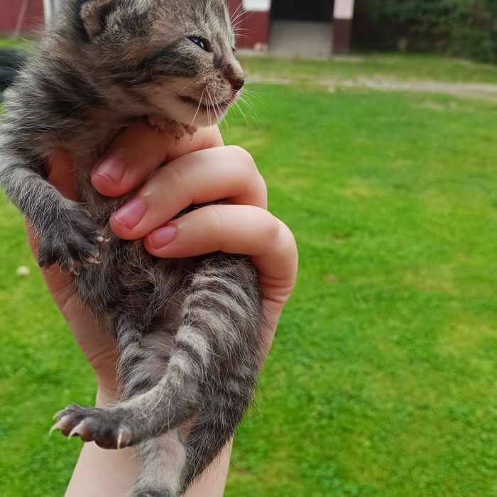Kotki poszukują domu