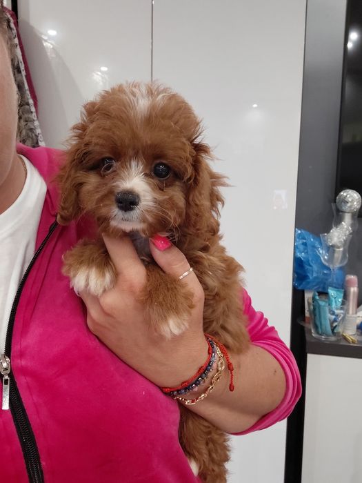 Suczka cavapoo śliczna