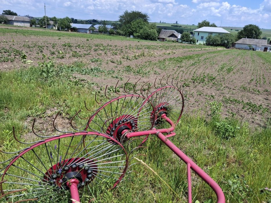 Грабарка сонечко
