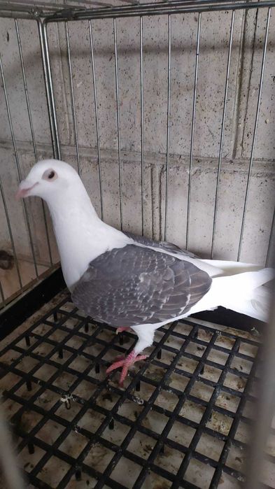 Gołebie pocztowe w roznych barwach