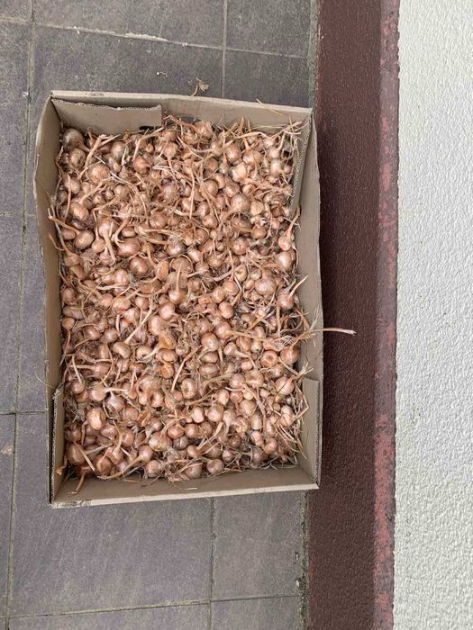 Шафран посадковий цибулини