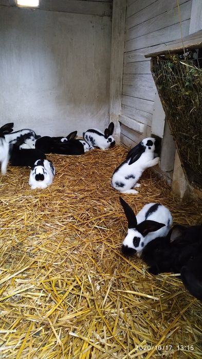 Кролики.Кролі.Самці-самочки.НПВ