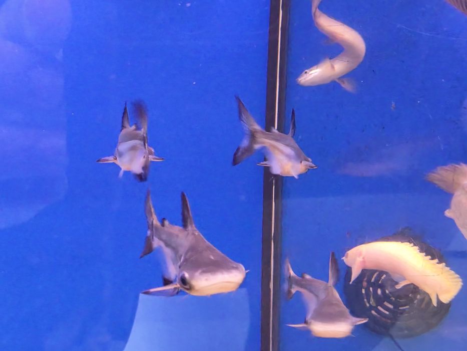 Pangasius Hi-fin (Pangasius Sanitwongsei)