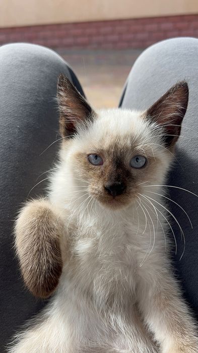 Сіамські котики.