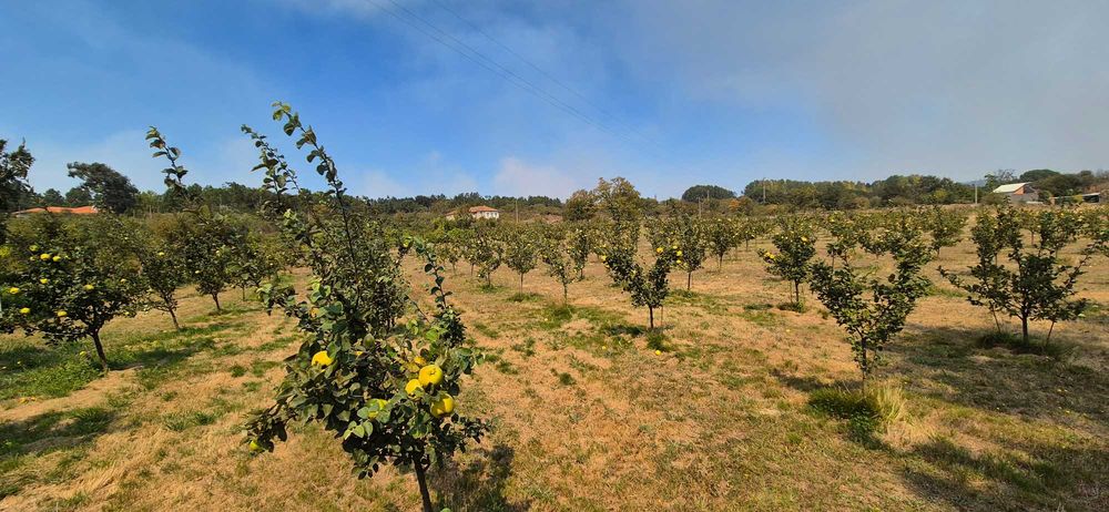 Quinta em Mangualde
