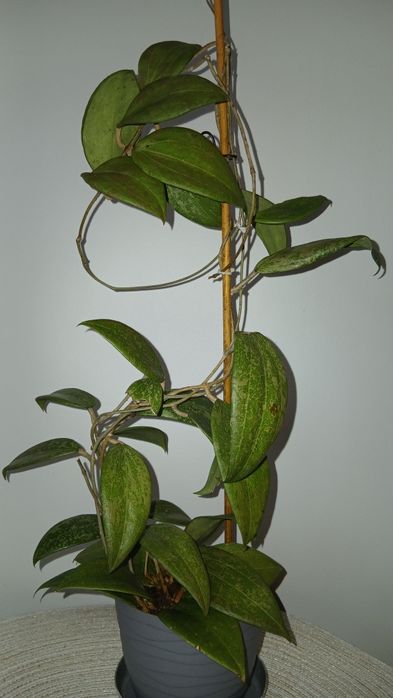 Hoya wibergiae hoja kwiat doniczkowy vibergiae