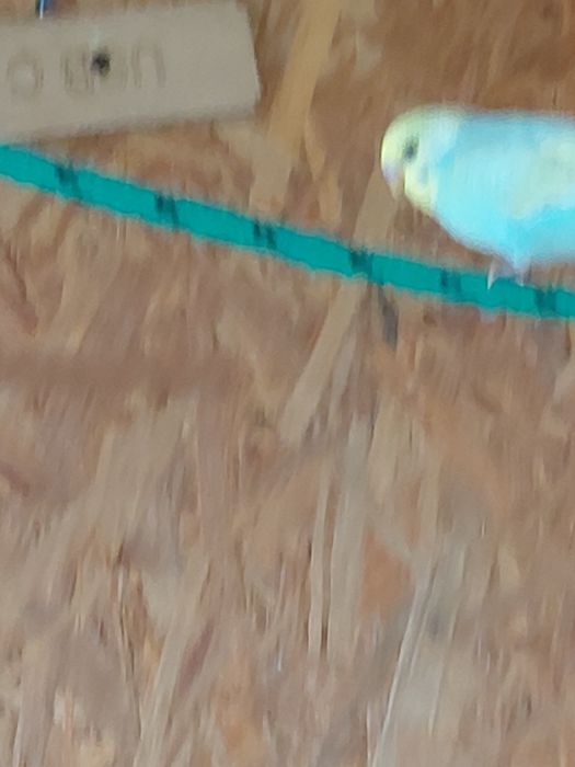 Papugi faliste młode