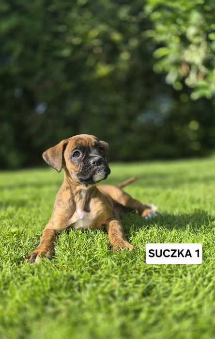 Bokser  - Suczka.