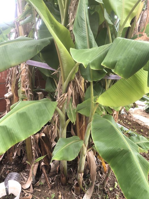 Mudas de Bananeira Cavendish Producao Garantida Rebentos Saudaveis