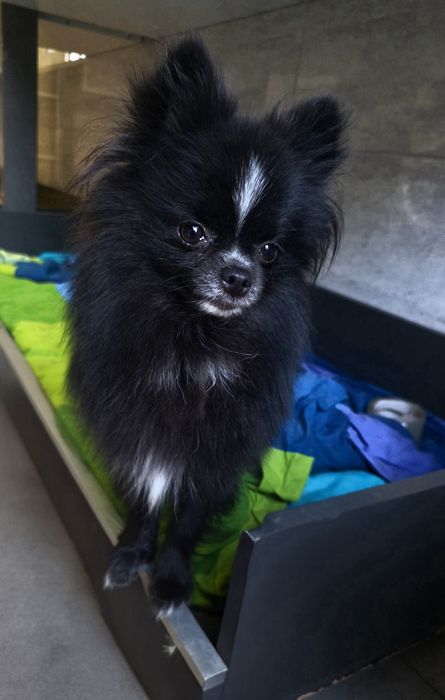 Szpic miniaturowy pomeranian  sunia
