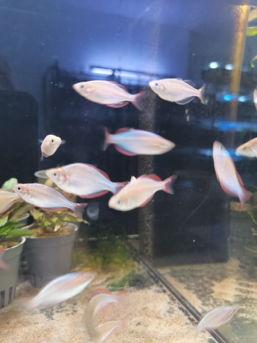 Tęczanka neonowa  / SKLEP SKALAR