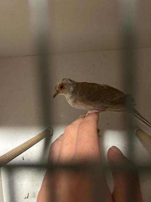 Gołąbki diamentowe szeki