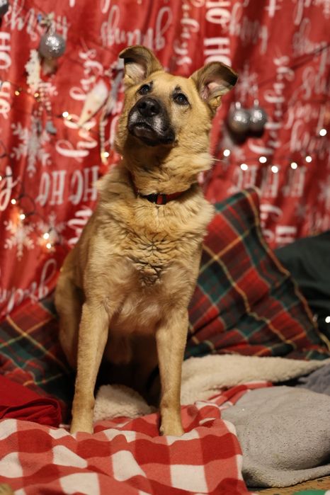 5kg 8lat sunia do adopcji