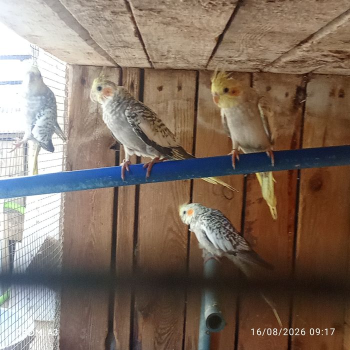 Caturras deste ano ,são lindas