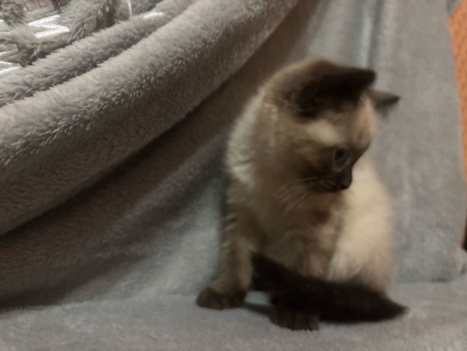 Кицюня шотландська забарвлення колор пойнт