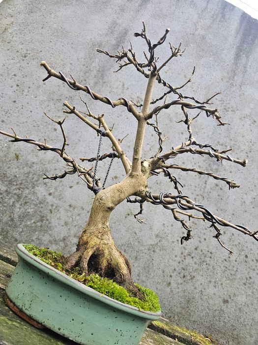Bonsai acer buergerianum +30anos