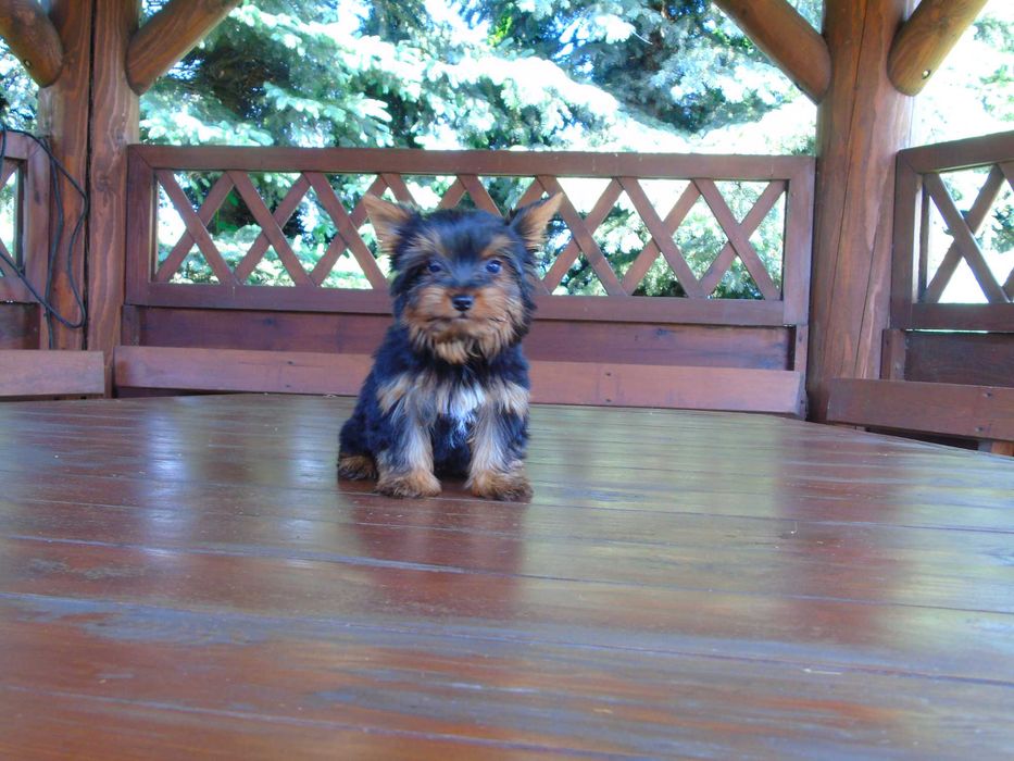 Yorkshire terrier miniaturka