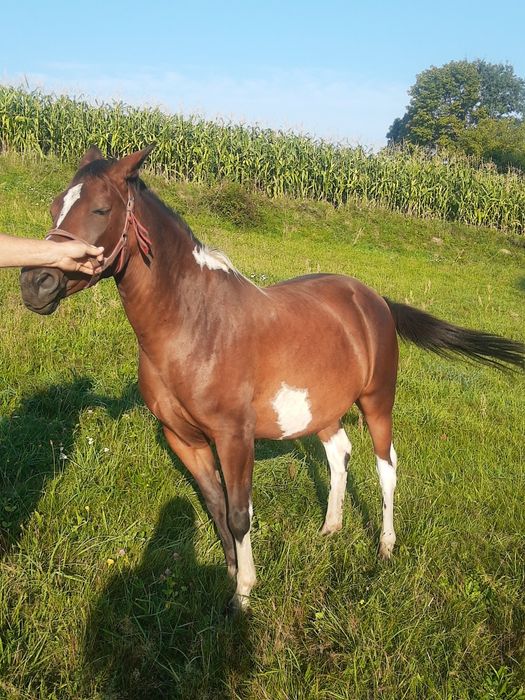 Sprzedam koń klacz Huculska