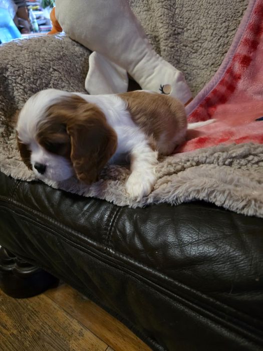Cavalier King Charles Spaniel / suni