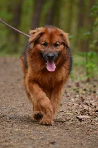 MARTIN duży i przestraszony pies szuka cierpliwego domu