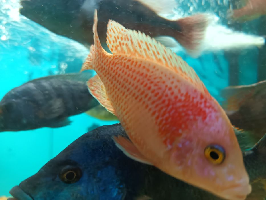 pyszczaki alunocara fire fisch