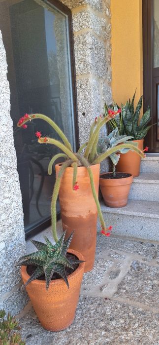 Vende-se cactos!