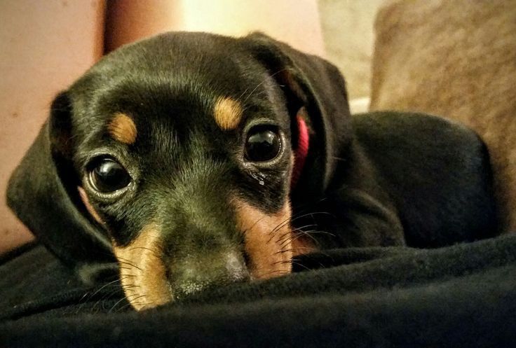 Такса — порода серця