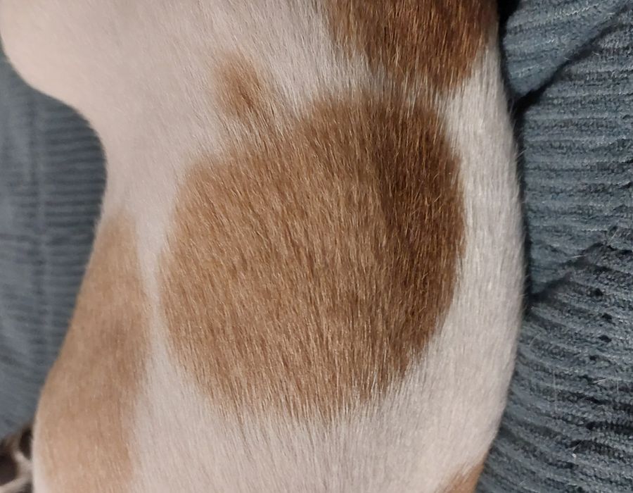 Wyjątkowy piesek chihuahua w łatki