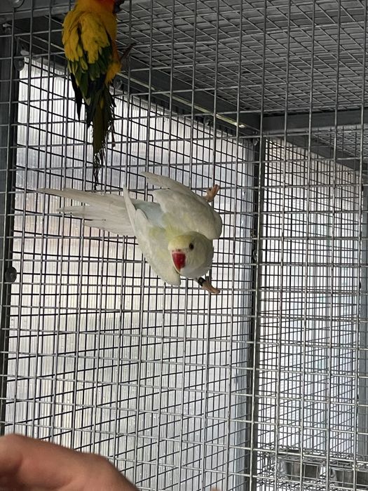 Ring Necks Violeta Muito MEIGOS