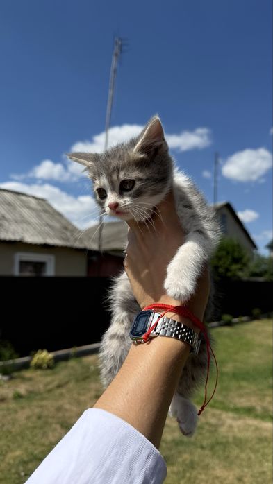 Віддам котиків в добрі руки