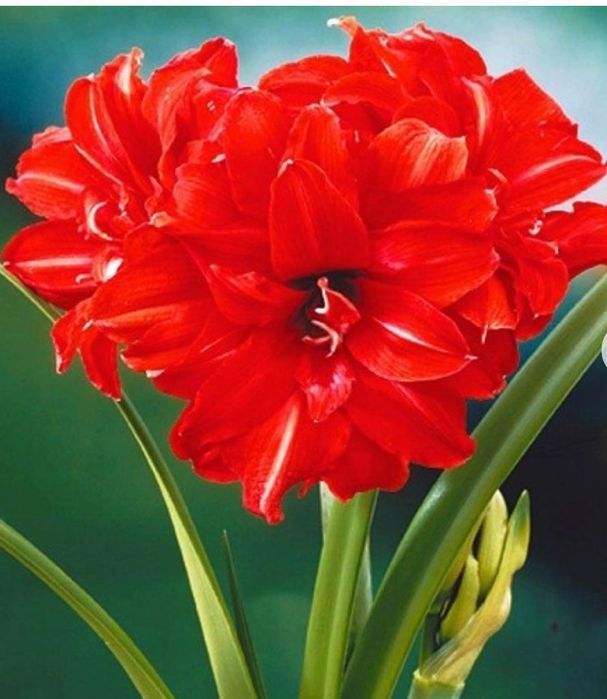 Гиппеаструм Red Peacock Амариллис Ред Пікок