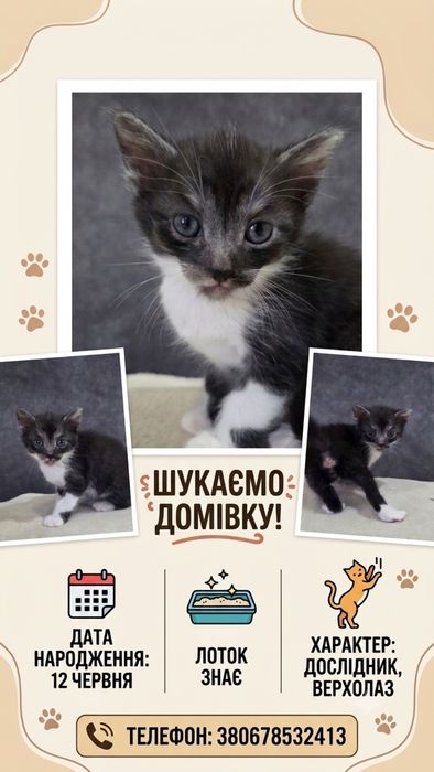 Віддам котиків)))
