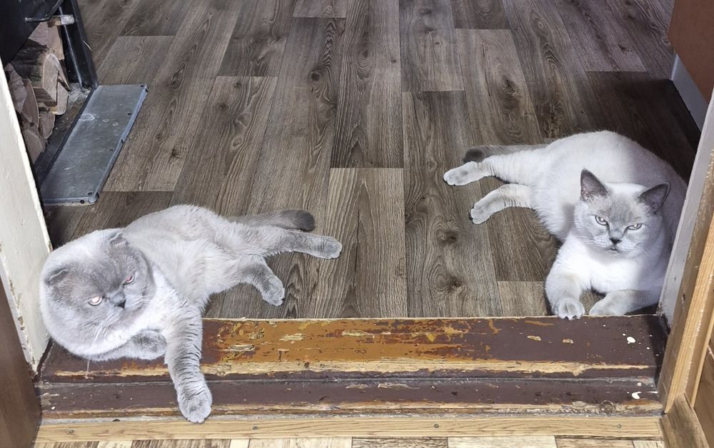шотландские котята