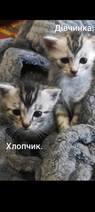 Кошенята метиси Египецька Мао і тато евідомий..