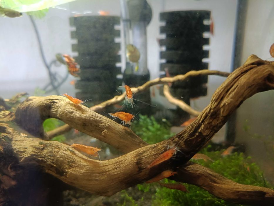 Sprzedam krewetki Sakura Red