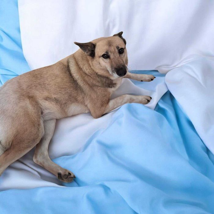 Ukra poleca się do adopcji