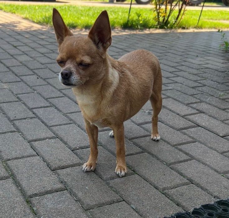 Чухуахуа потрібен господар