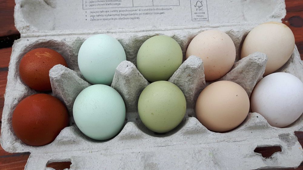 jajka legowe , kolorowe mix