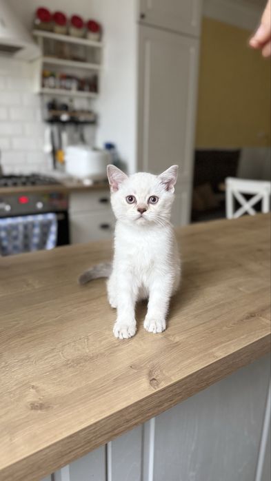 Шотландськи кошенята