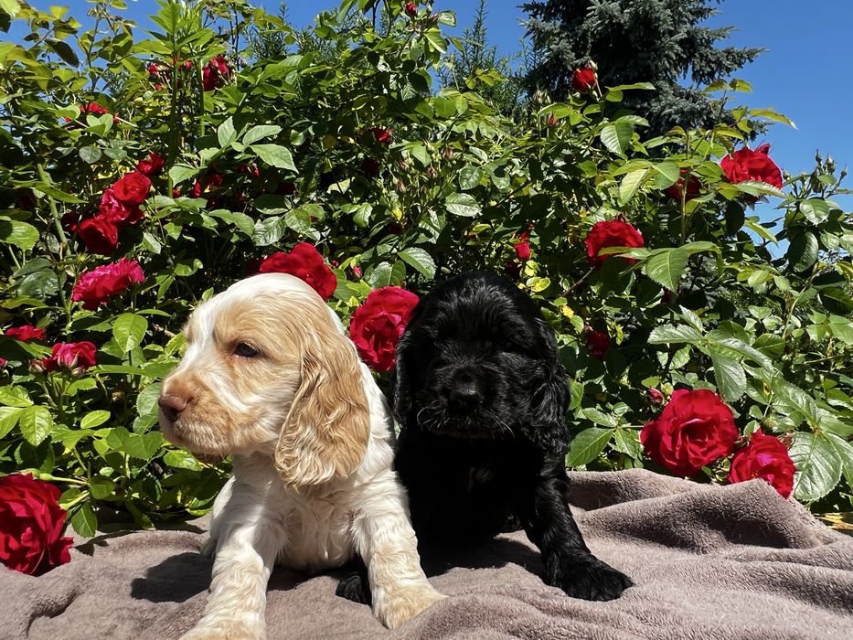 Cocker spaniel angielski