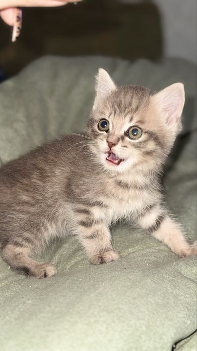 Продам  шотландське кошенятко