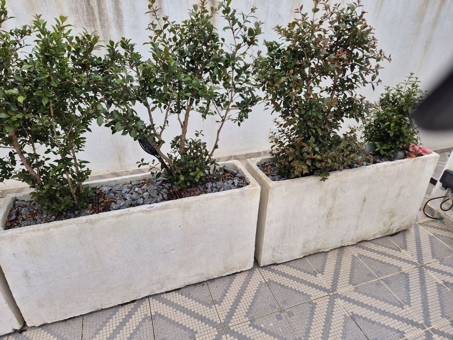 4 Floreiras em betao armado e plantas eugenias