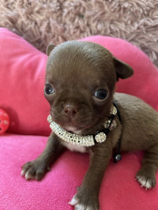 Suczka chihuaha miniaturka