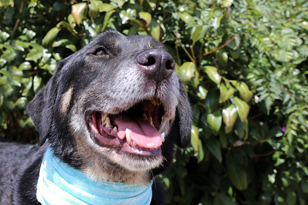 Bispo - Cão grande para adoção