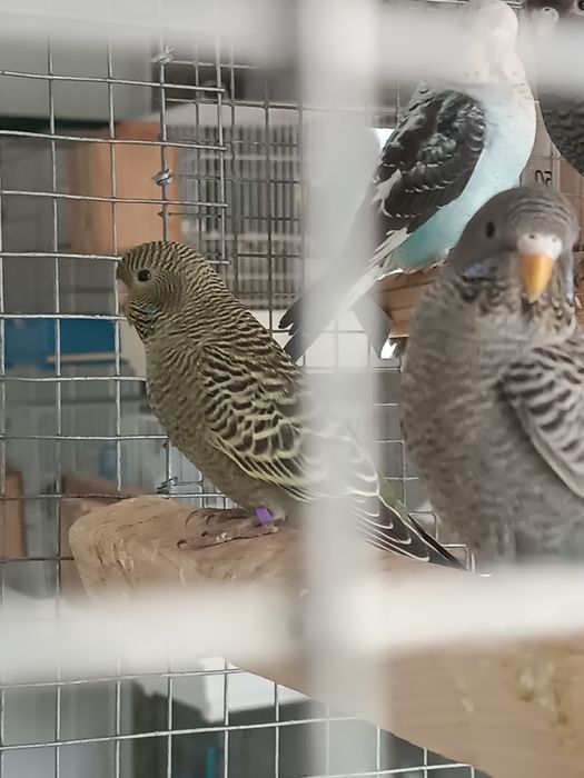 Blackface linha verde e azul