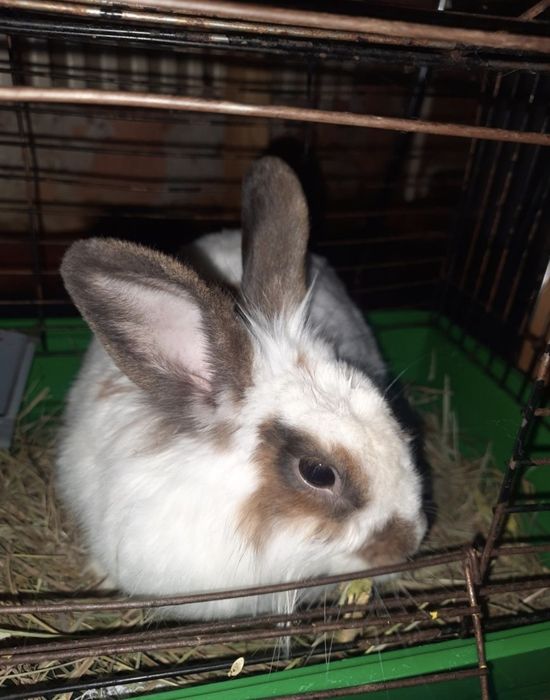 Продам кролика девочку