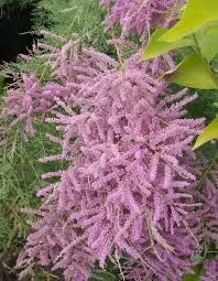 Кизильник, пухиреплідник піраканта