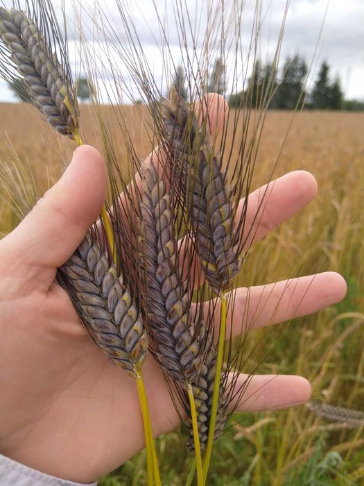 Samopsza Płaskurka jara Orkisz Żyto Krzyca Ekologiczne EKO certyfikat