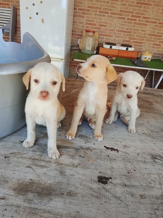 Cachorrinhos de porte médio para adoção